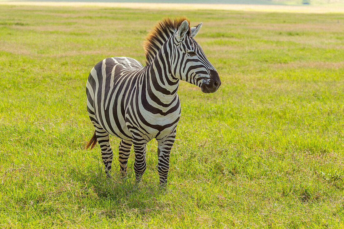 Africa, Tanzania, Ngorongoro Crater. Plains zebra in field