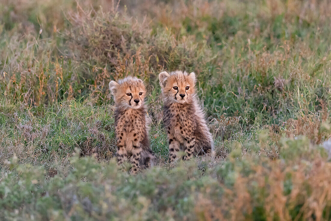 Afrika, Tansania, Serengeti-Nationalpark. Baby-Geparden aus nächster Nähe