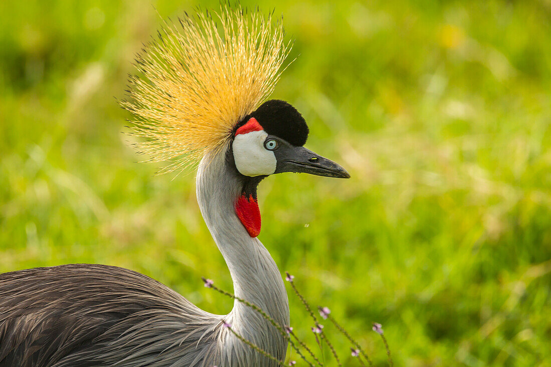 Africa, Tanzania, Ngorongoro Crater. Crowned crane bird close-up