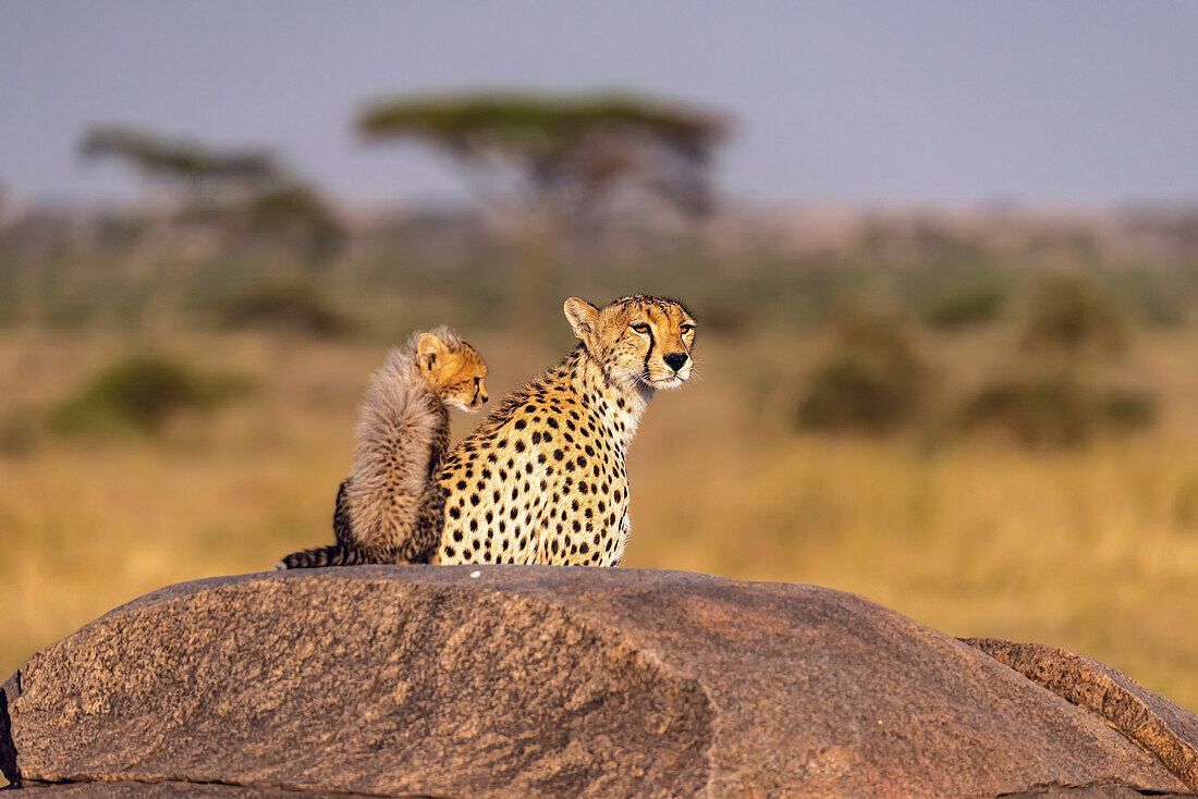 Afrika, Tansania, Serengeti-Nationalpark. Mutter Gepard und Baby