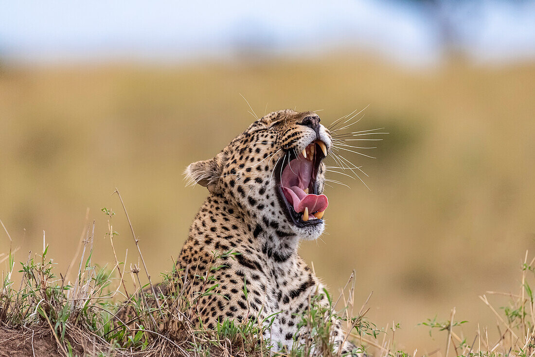 Afrika, Tansania, Serengeti-Nationalpark. Gähnender Leopard