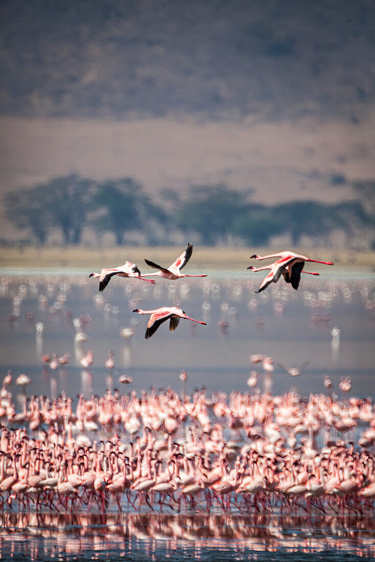 Lesser flamingos rest and feed in Lake Magadi inside Ngorongoro Crater, Tanzania.