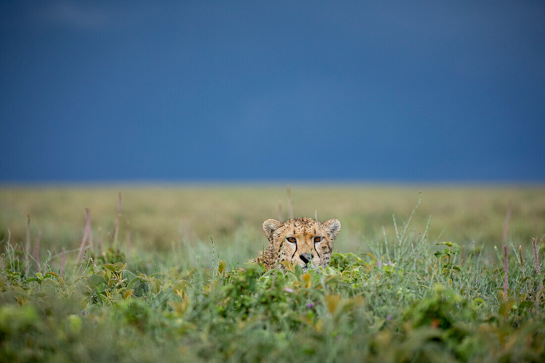 Tanzania, Ngorongoro Conservation Area, Adult Cheetah (Acinonyx jubatas) resting in tall grass with dark storm clouds in distance on Ndutu Plains
