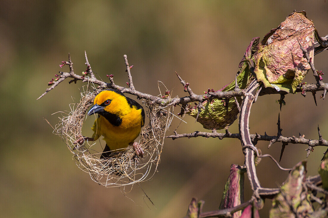 Africa. Tanzania. Male black-necked weaver (Ploceus nigricollis melanoxanthus) nest-building in Serengeti National Park.