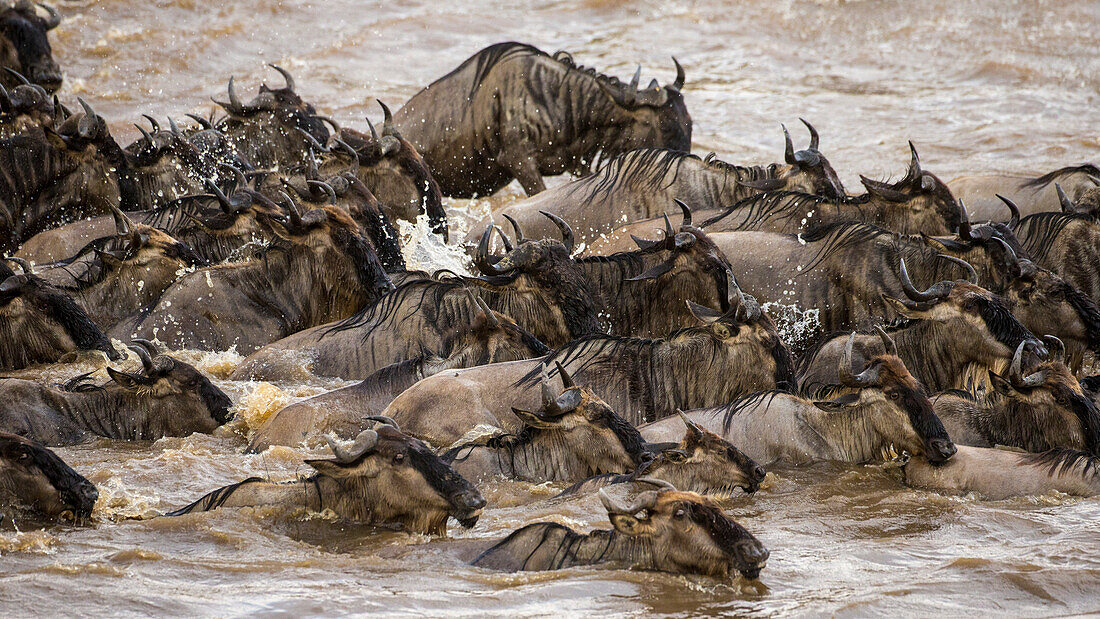 Africa. Tanzania. Wildebeest herd crossing the Mara River during the annual Great Migration, Serengeti National Park.