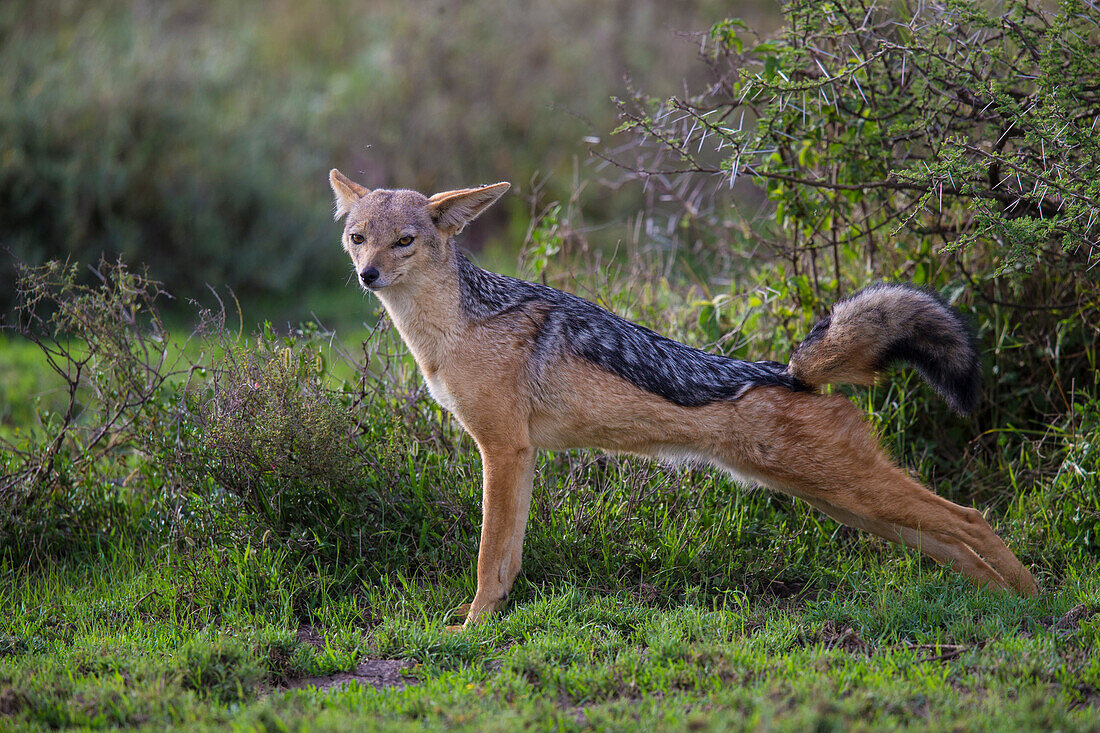 Africa. Tanzania. Black-backed jackal (Canis Mesomelas) stretches after a nap, Serengeti National Park.