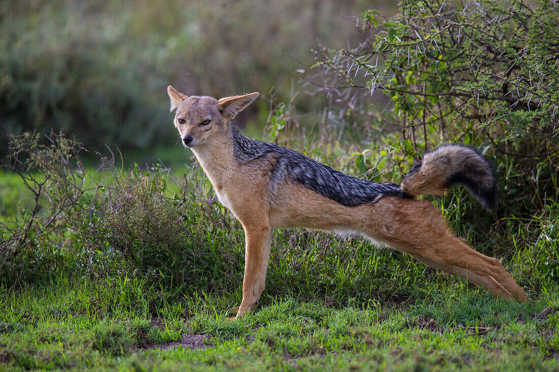 Afrika. Tansania. Schwarzrückenschakal (Canis Mesomelas) erstreckt sich nach einem Nickerchen, Serengeti-Nationalpark.