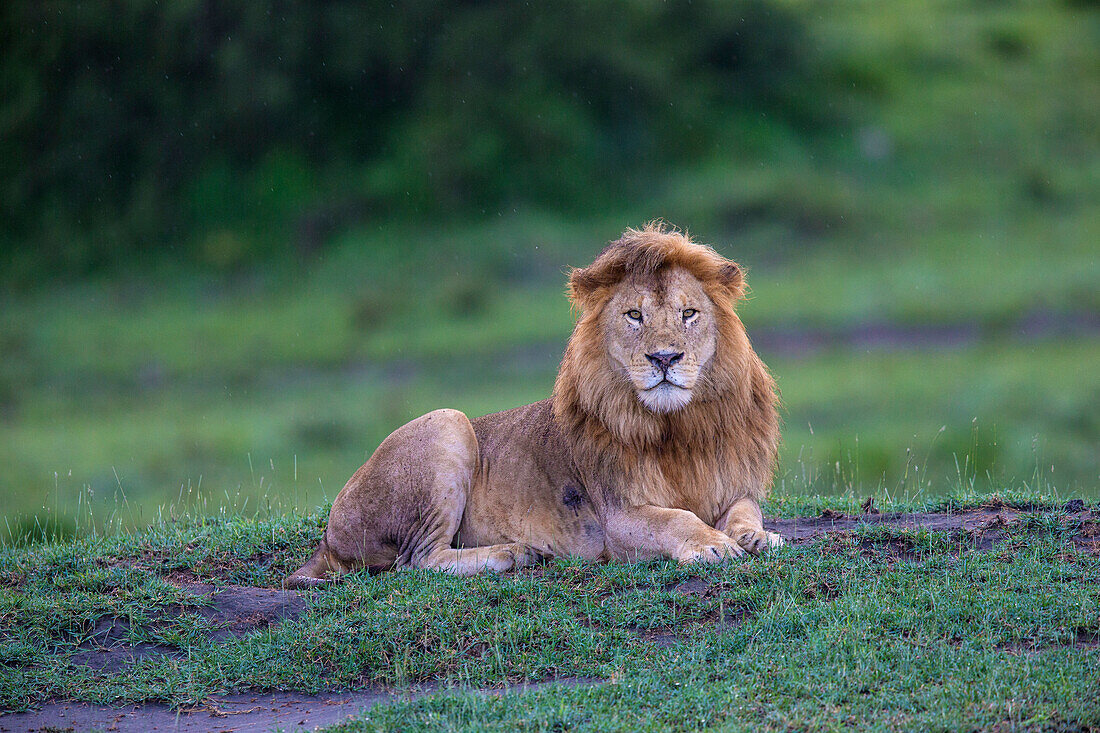 Africa. Tanzania. Male African lion (Panthera Leo) at Ndutu, Serengeti National Park.