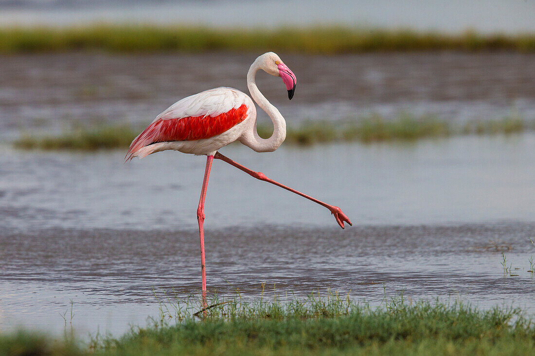 Africa. Tanzania. Greater flamingo (Phoenicopterus roseus) in Serengeti National Park.