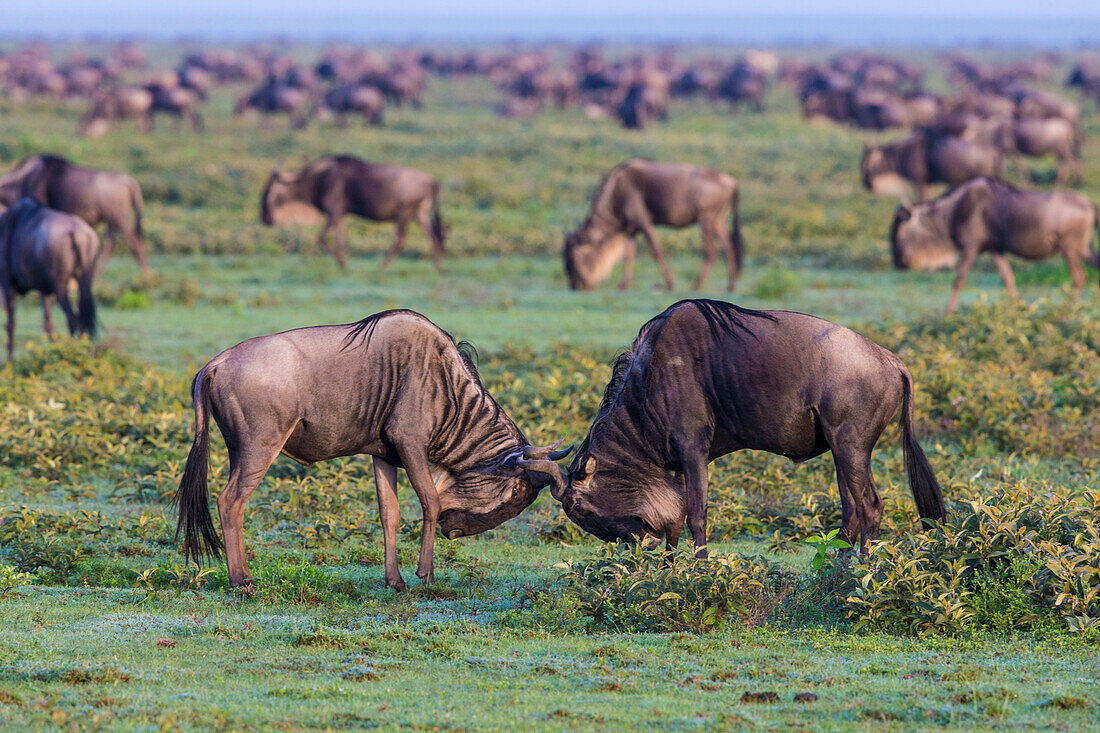 Afrika. Tansania. Gnukämpfe während der jährlichen großen Migration, Serengeti-Nationalpark.