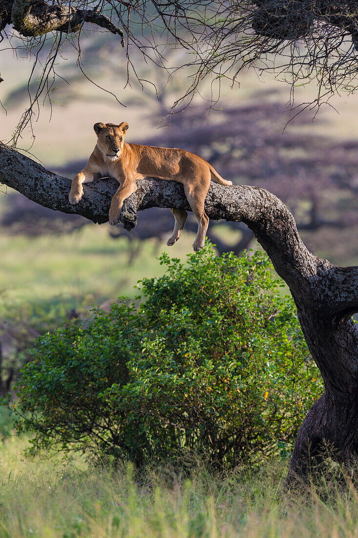 Africa. Tanzania. African lion female (Panthera Leo) in tree Serengeti National Park.