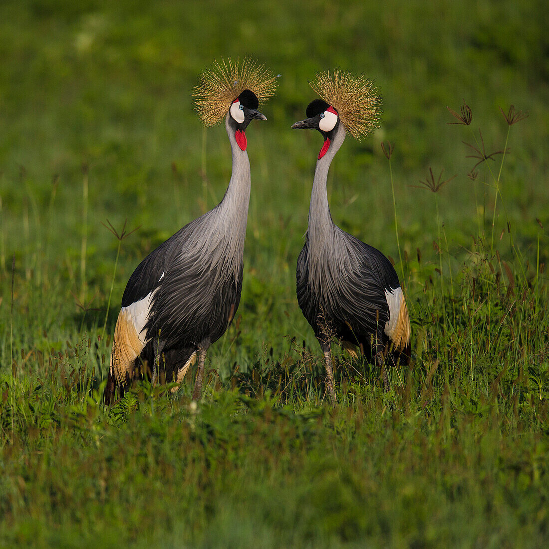 Africa. Tanzania. Grey crowned cranes (Balearica regulorum) at Ngorongoro crater.