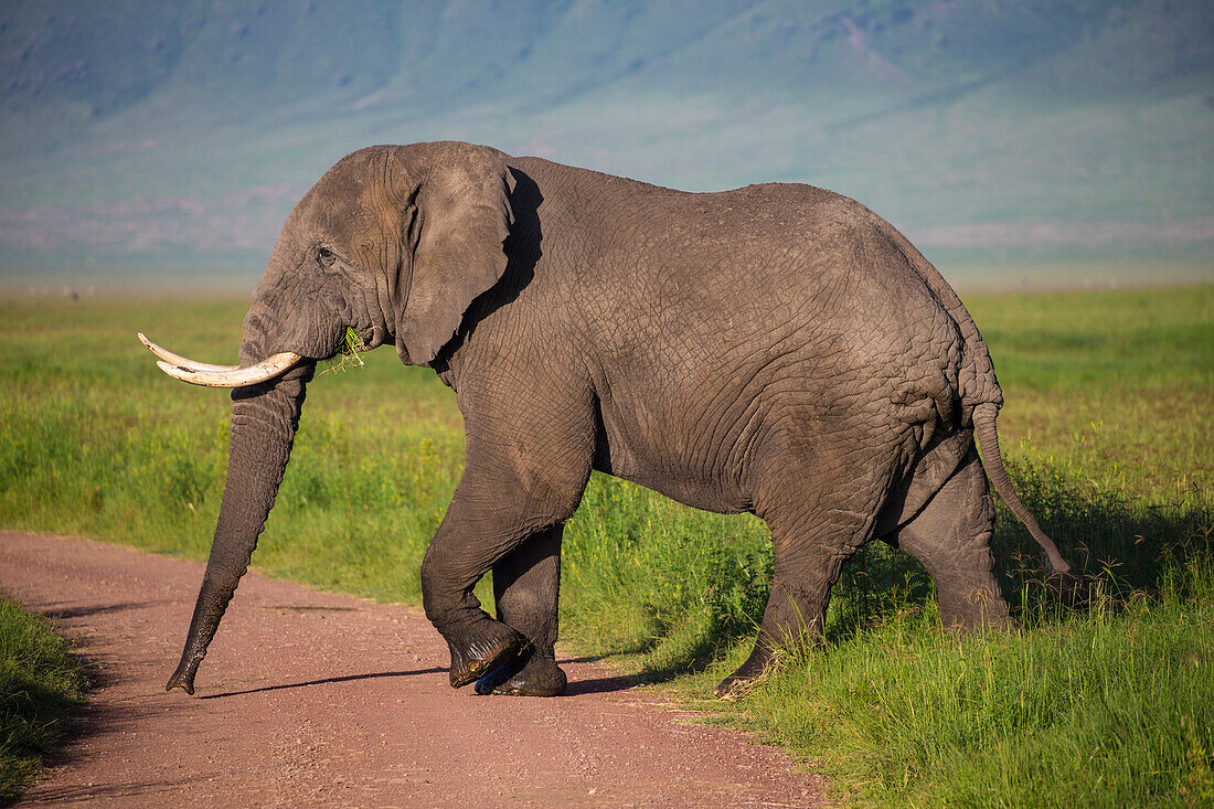 Afrika. Tansania. Afrikanischer Elefant (Loxodonta Africana) am Krater im Ngorongoro Conservation Area.
