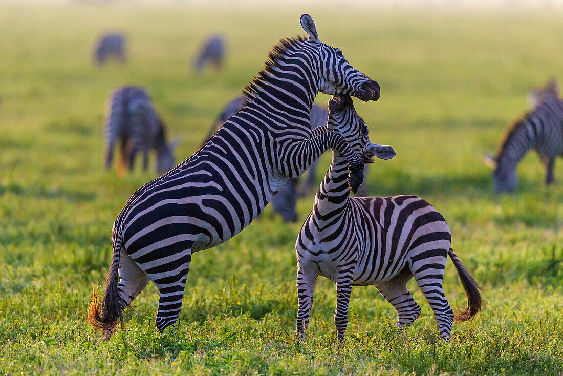 Afrika. Tansania. Männliche Zebrahengste (Equus Quagga) kämpfen, Serengeti Nationalpark.