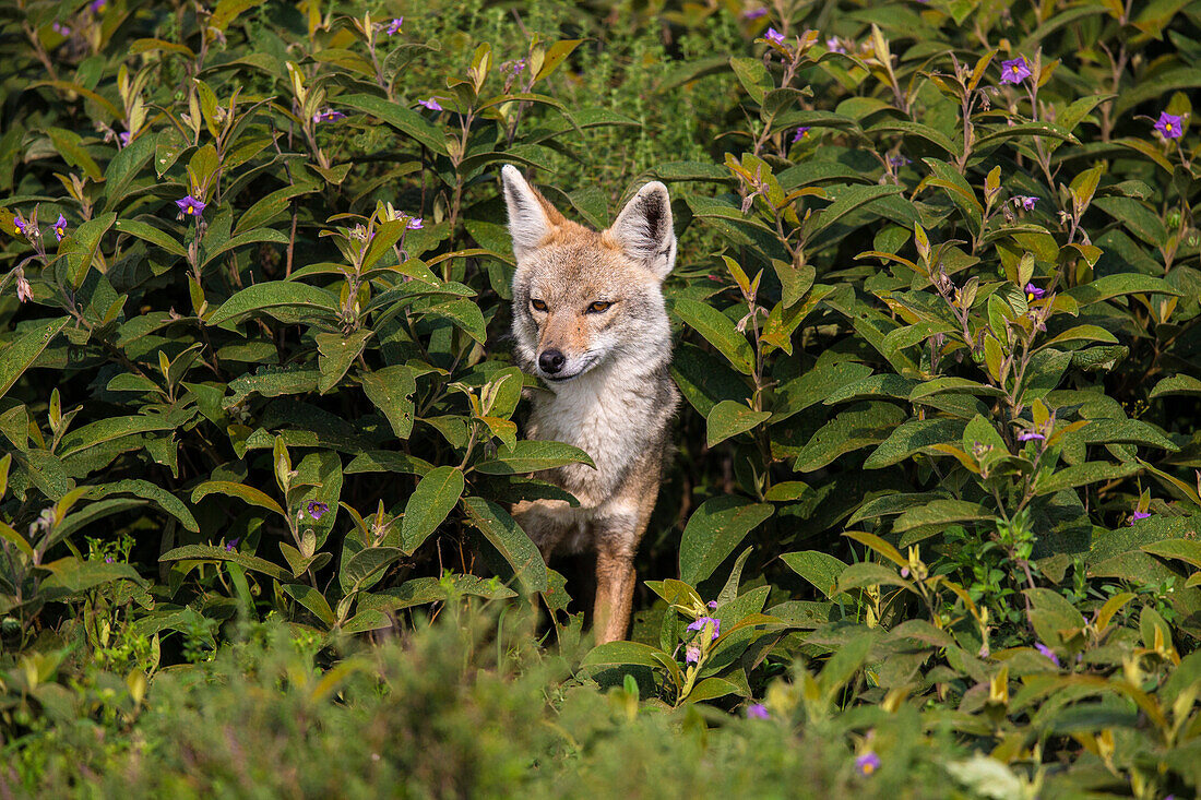 Africa. Tanzania. Golden jackal (Canis aureus), Serengeti National Park.