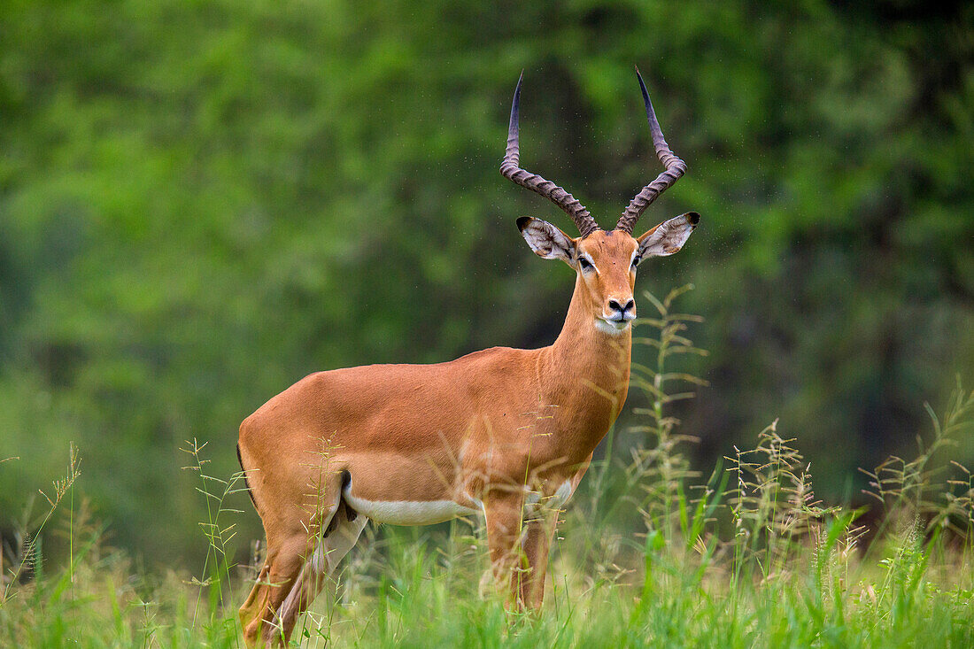 Africa. Tanzania. Male Impala (Aepyceros Melampus), Serengeti National Park.