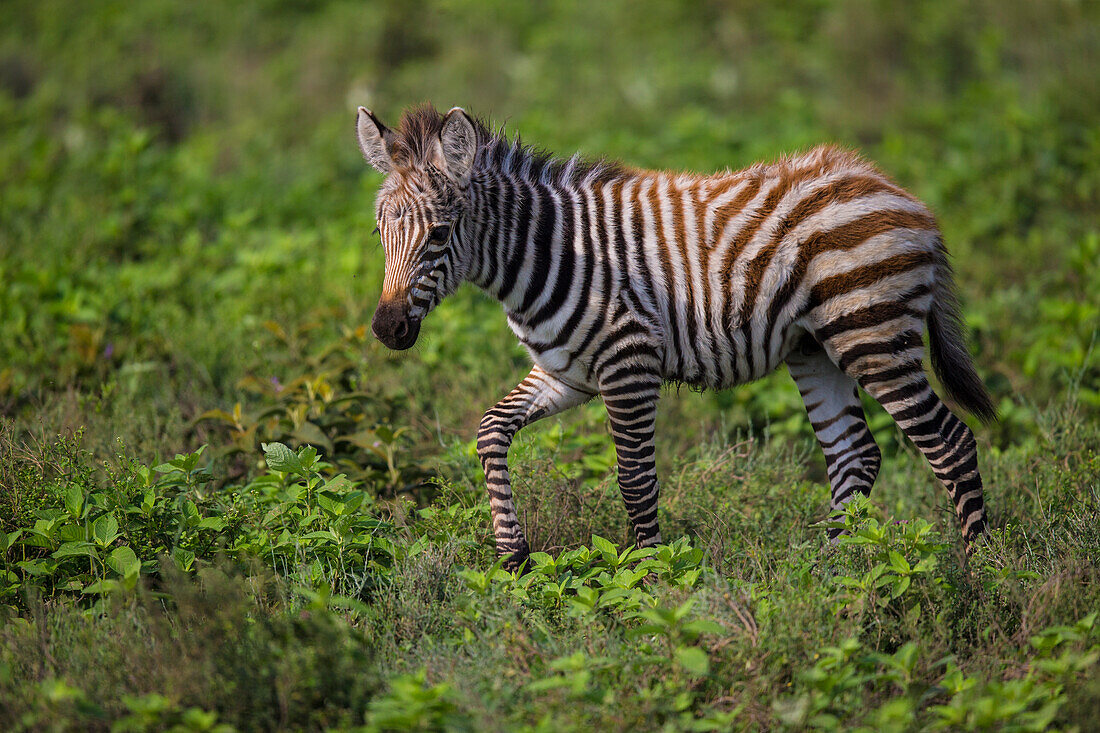 Afrika. Tansania. Zebra (Equus Quagga) Hengstfohlen, Serengeti Nationalpark.
