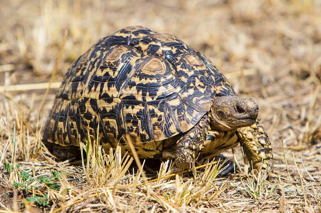 Africa. Tanzania. Leopard tortoise (Stigmochelys pardalis), Serengeti National Park.
