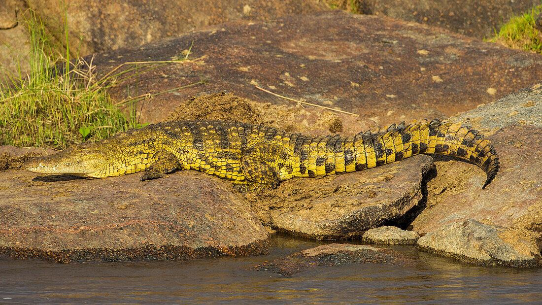 Africa. Tanzania. Nile crocodile (Crocodylus niloticus) basks in the sun at the Mara River, Serengeti National Park.