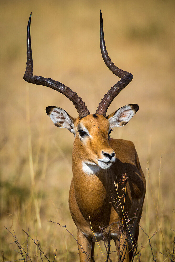 Afrika. Tansania. Männlicher Impala (Aepyceros Melampus), Serengeti-Nationalpark.