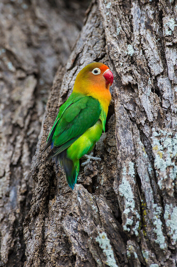 Africa. Tanzania. Fischer's lovebird (Agapornis fischeri) in Serengeti National Park.