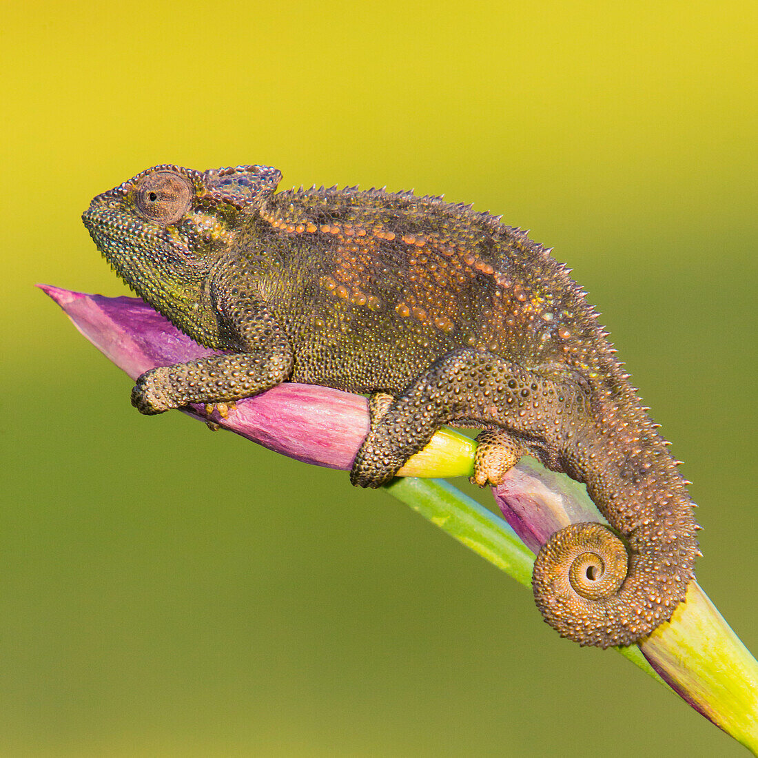 Africa. Tanzania. Rough chameleon (Trioceros rudis) at Ngorongoro crater.