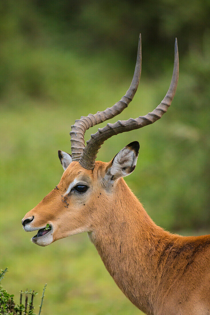 Afrika. Tansania. Männlicher Impala (Aepyceros Melampus), Serengeti-Nationalpark.