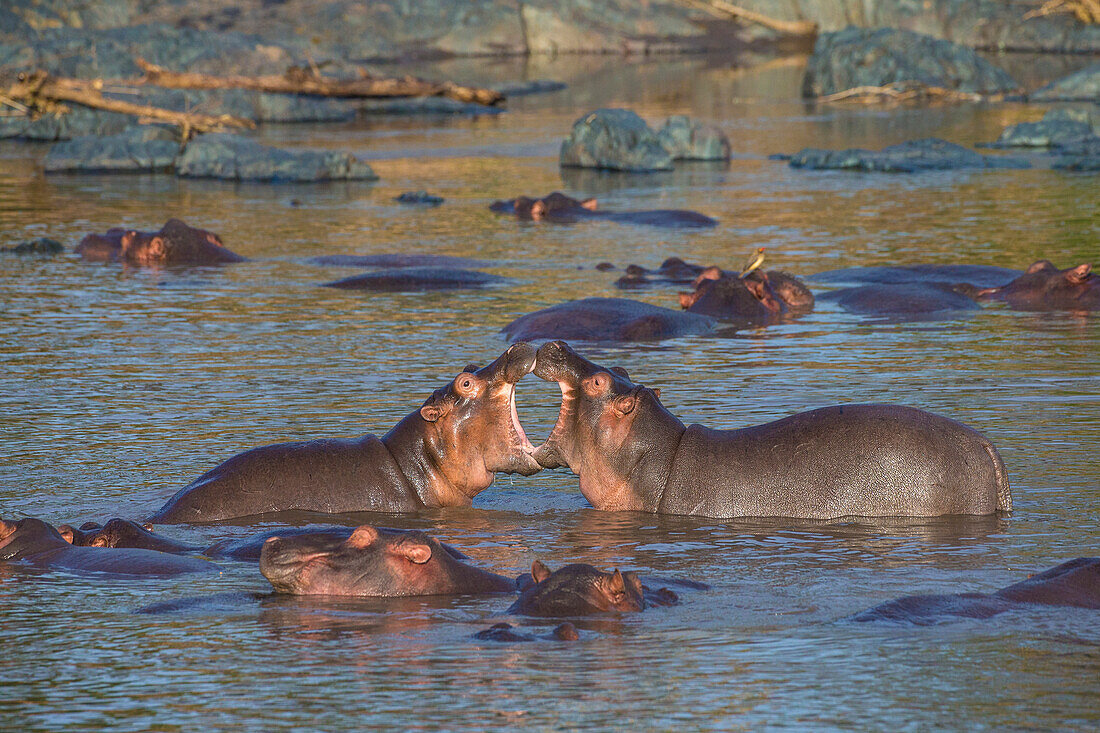 Afrika. Tansania. Nilpferd (Hippopotamus Amphibius), Serengeti-Nationalpark.