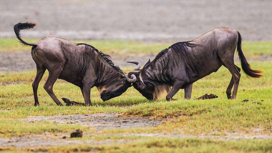 Africa. Tanzania. Wildebeest fighting during the annual Great Migration, Serengeti National Park.