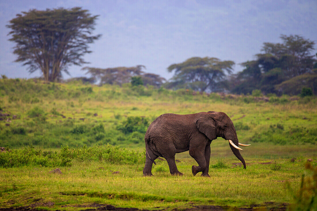 Afrika. Tansania. Afrikanischer Elefant (Loxodonta Africana) am Krater im Ngorongoro Conservation Area.