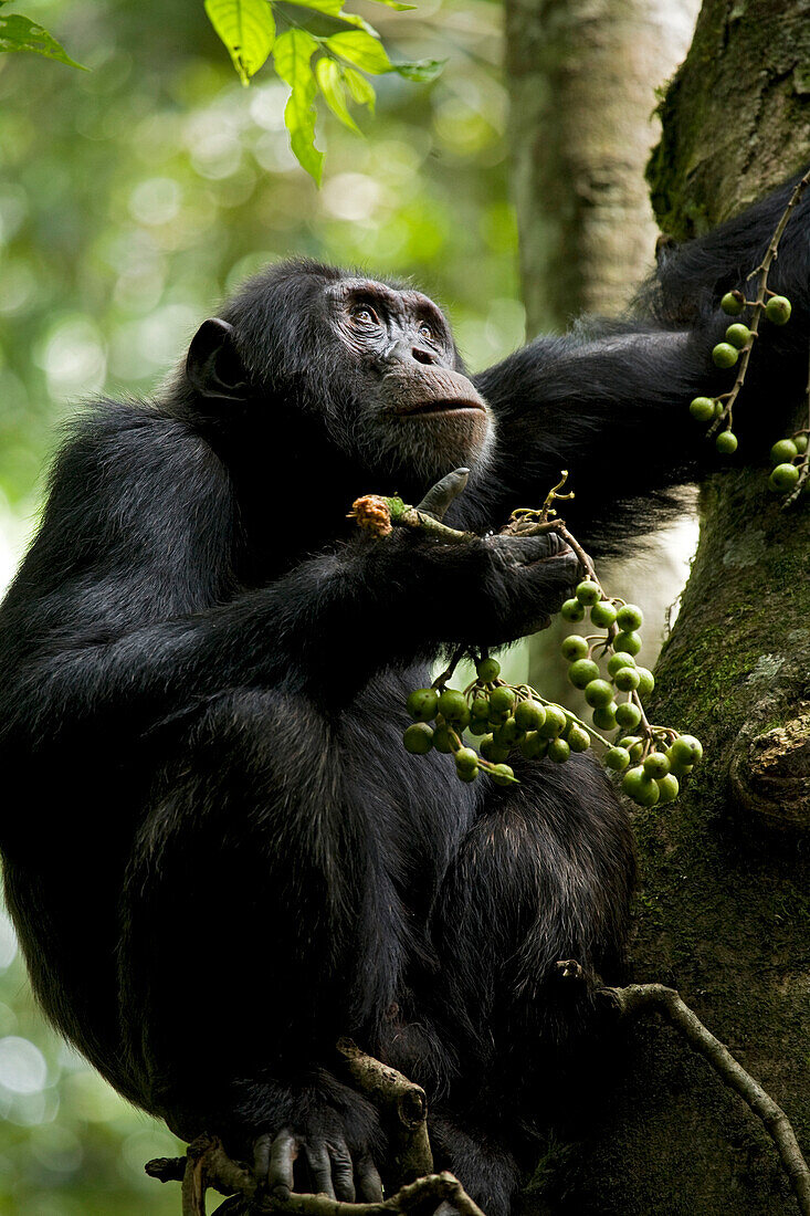 Africa, Uganda, Kibale National Park, Ngogo Chimpanzee Project. Perched in a fig tree, a male chimpanzee holds and eats from a broken branch full of fruit (Ficus capensis).