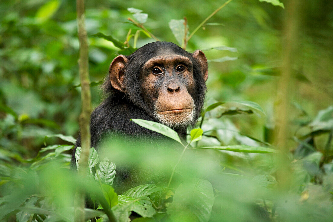 Africa, Uganda, Kibale National Park, Ngogo Chimpanzee Project. Curious, young adult chimpanzee, 'Wes'.