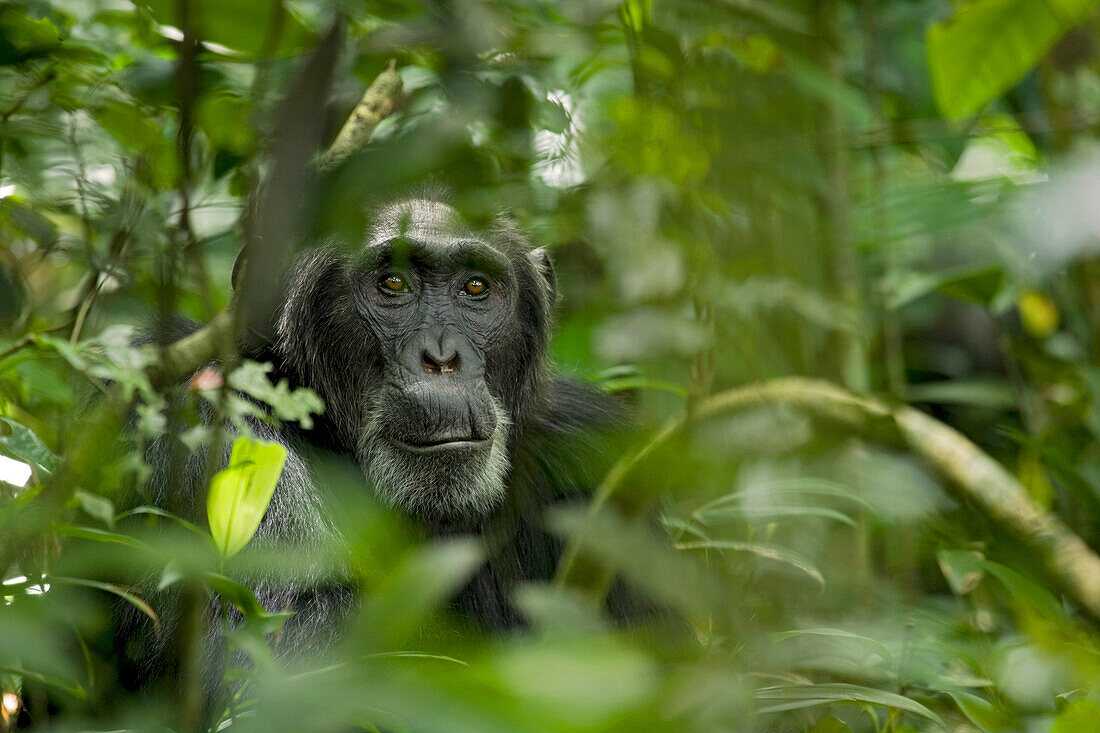 Afrika, Uganda, Kibale-Nationalpark, Ngogo-Schimpansenprojekt. Ein männlicher Schimpanse lauscht und überblickt seine Umgebung hinter dichter Vegetation.