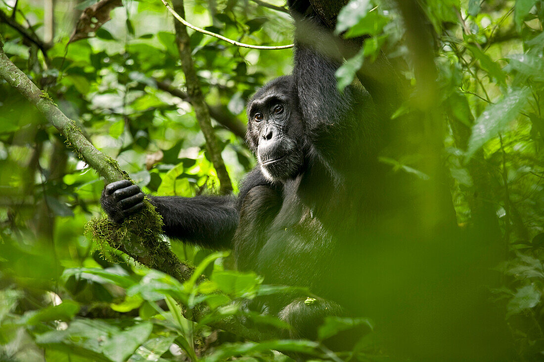 Afrika, Uganda, Kibale-Nationalpark, Ngogo-Schimpansenprojekt. Ein weiblicher Schimpanse schaut von ihrem Platz in einem Baum aus.