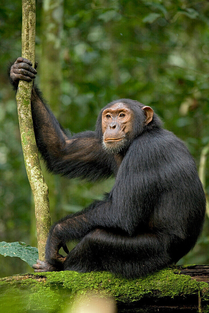 Afrika, Uganda, Kibale-Nationalpark, Ngogo-Schimpansenprojekt. Junger erwachsener Schimpanse hört zu und erwartet die Ankunft anderer Schimpansen in seiner Gemeinschaft.