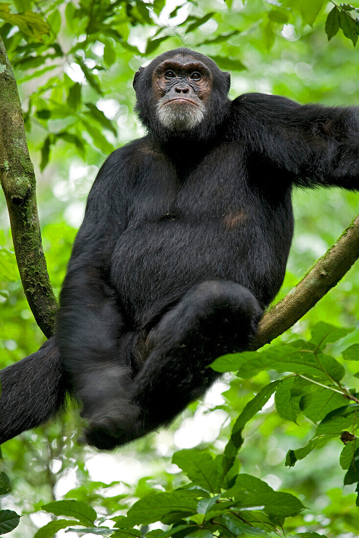 Afrika, Uganda, Kibale-Nationalpark, Ngogo-Schimpansenprojekt. Ein männlicher Schimpanse sitzt auf einem Weinstock und kratzt sich am Fuß.