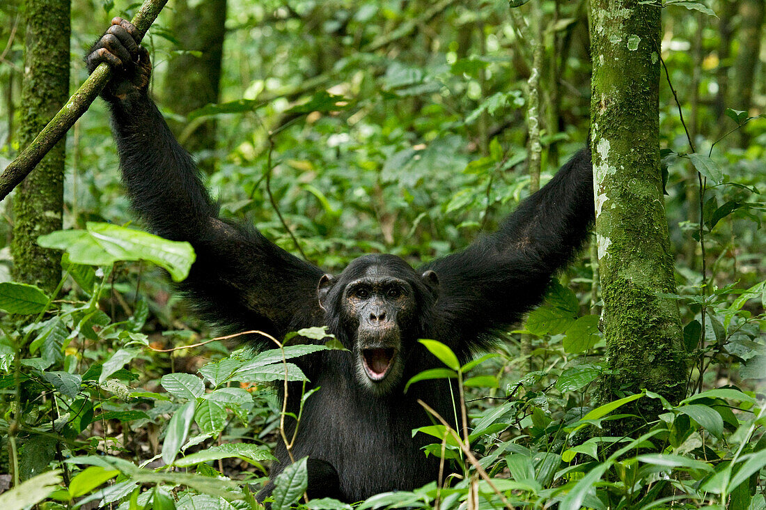 Africa, Uganda, Kibale National Park, Ngogo Chimpanzee Project. Young adult male shows a playful facial expression.