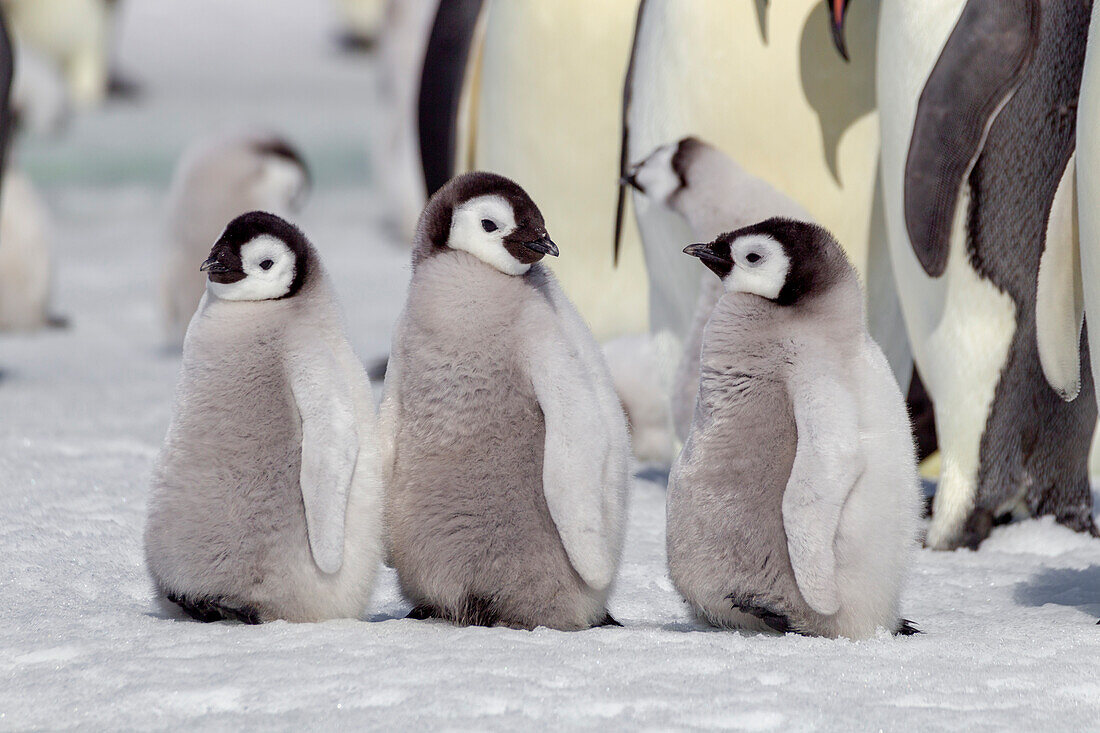 Antarktis, Snow Hill. Eine Gruppe von Kaiserpinguinküken steht zusammen und wartet auf die Rückkehr ihrer Eltern aus dem Meer.