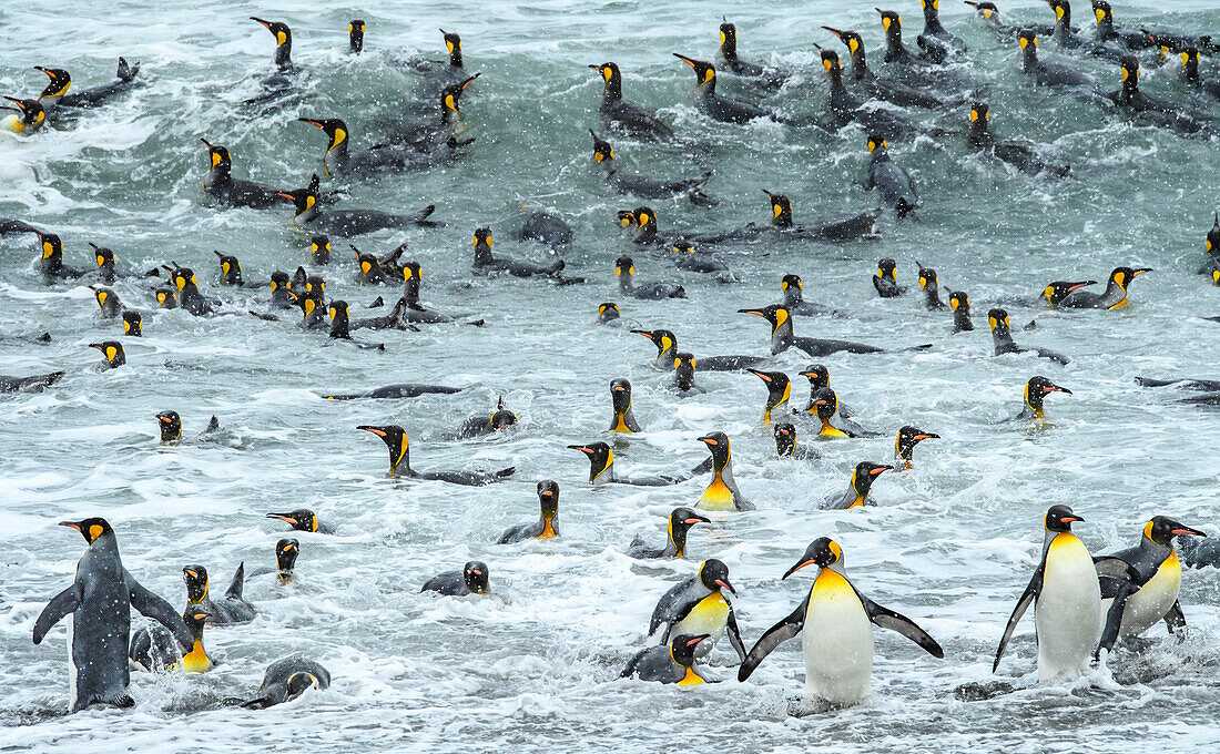 South Georgia Island, King penguins surf and bath at waters edge.
