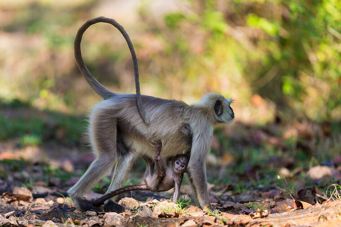 India. Grey langur, Hanuman langur (Semnopithecus entellus) at Kanha Tiger Reserve