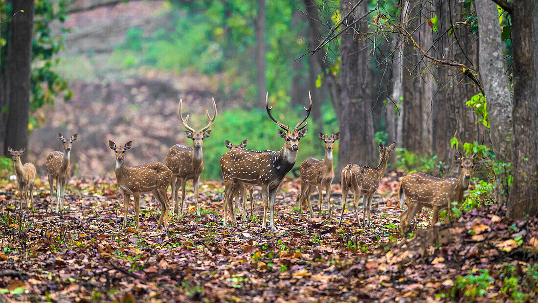India. Chital, spotted deer (Axis axis) at Kanha Tiger Reserve National Park.