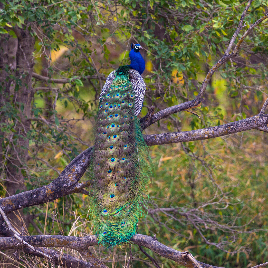 India. Peacock (Pavo cristatus) on display at Bandhavgarh Tiger Reserve.