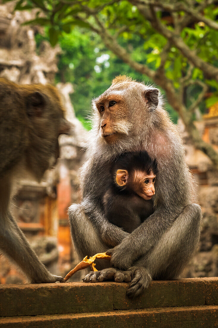 Balinesischer Langschwanzaffe (Macaca fascicularis), Sacred Monkey Forest, Ubud, Bali, Indonesien