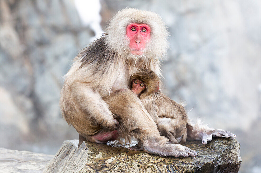 Asia, Japan, Nagano, Jigokudani Yaen Koen, Snow Monkey Park, Japanese macaque, Macaca fuscata. A female snow monkey cuddles with her baby on the edge of the thermal pool.