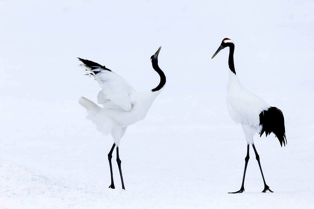 Asia, Japan, Hokkaido, Kushiro, Akan International Crane Center, red-crowned crane, Grus japonensis. Two red-crowned cranes begin a courtship dance.