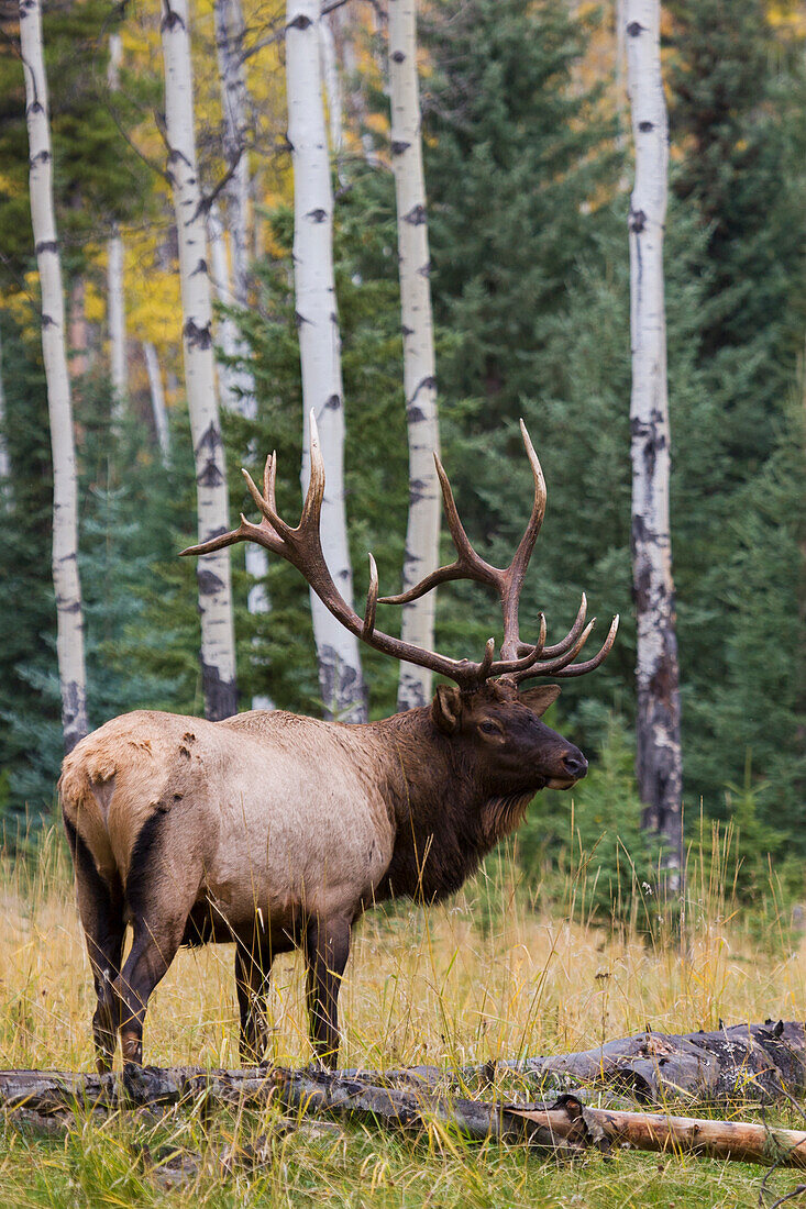 Rocky Mountain Bull Elk