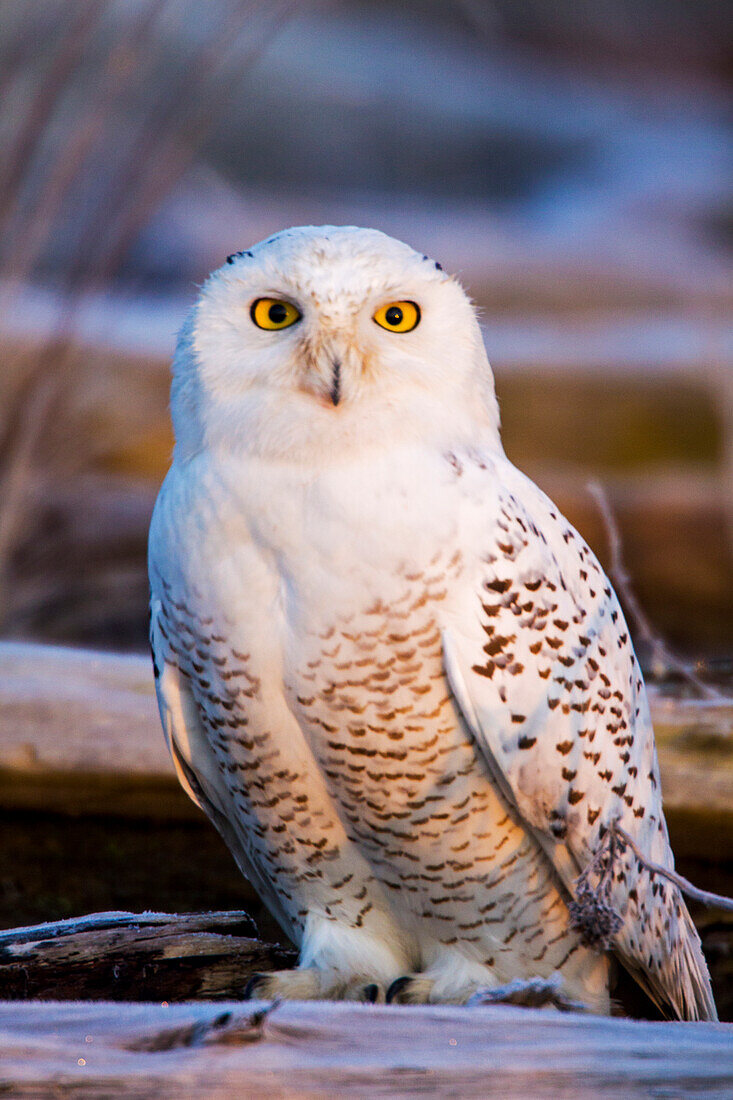 Canada, British Columbia, Snowy Owl Waiting for Prey