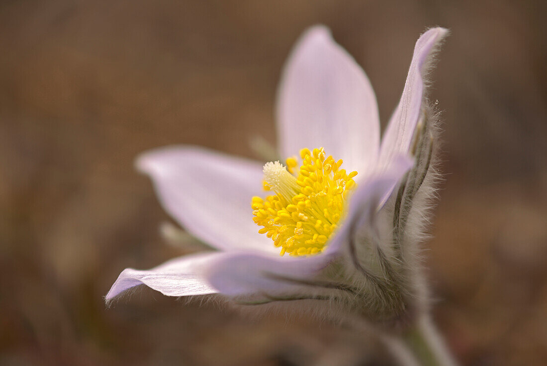 Kanada, Manitoba, Mars Hill Wildlife Management Area. Detail der Prärie-Krokus-Blume.