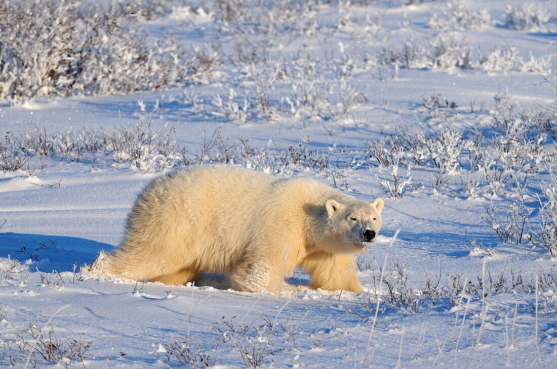 Canada, Manitoba, Churchill. Polar bear walking through snow in evening light.
