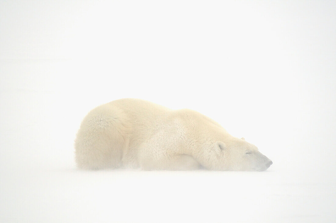 Canada, Manitoba, Churchill. Polar bear sleeping on snow in fog.